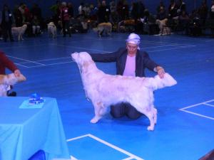 Handled expertly by his breeder Dawn Rose