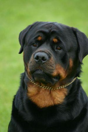 Fredie aged 2 years