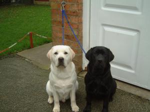 Archie & sister Berri
