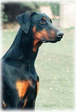 Saminka`s Assassin at Danoka