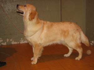 Skye at the show