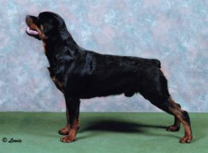 GALERITA ROAMS AGAIN TO ROTTWUD 11 MONTHS OLD