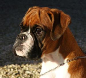 'Kaizer'