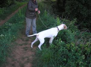 Bonnygate Just Diana