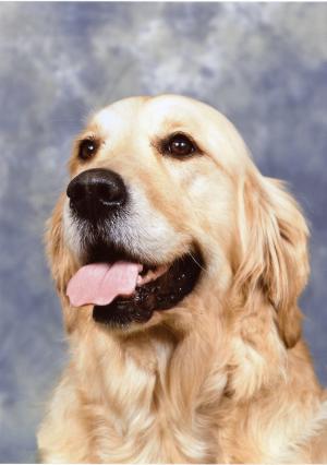 Katie - Best of Breed