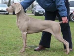 Maisy @ Leicester Gundog Society Open Show
