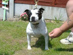 MILLIE