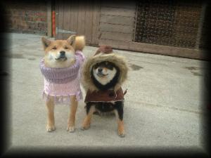 Ruby & Diva (Litter sister)