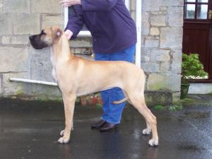 Alvenia practicing for Crufts