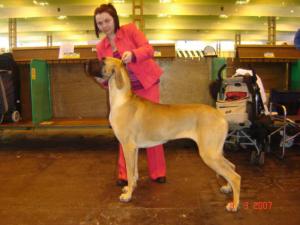 Crufts 2007