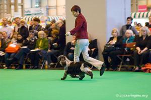 Alfie Winning best veteran dog @ CRUFTS