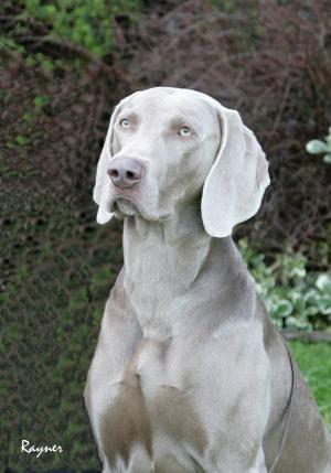 Weimaraner of the Year 2006