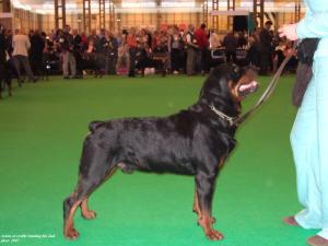 Aston winning his 2nd place at crufts