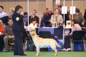 Charlie at Crufts