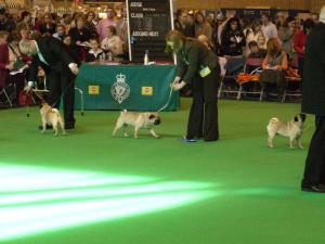Pugsley & Bethan  Crufts 2007