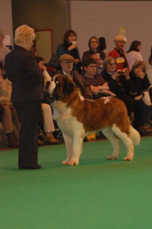 Danny at Crufts