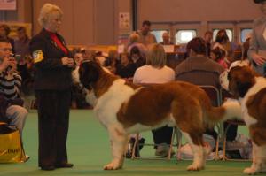 Cody at Crufts