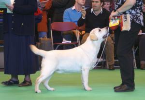 Archie in the line up at Crufts 2007