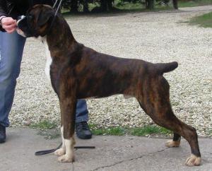 Chancellor At 6 Months old