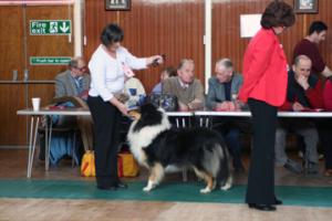 In Junior Ayrshire Collie Club
