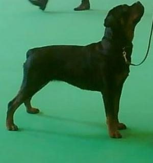 Dolly at Crufts
