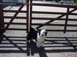 Tiamastae Treacle Tartlet