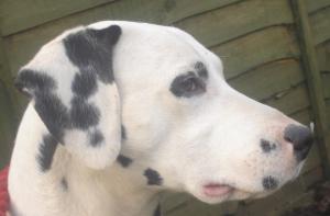 my boy Max