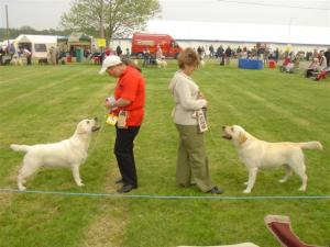 Archie & Steeleigh Truly Willing at Bradwill
