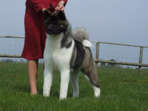 Koo - 8 Months Old