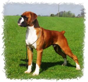 'Kaizer'