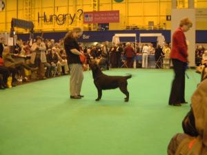 Georgia winning her class Crufts 2006