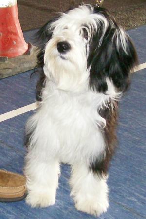 Tiamastae Treacle Tartlett
