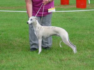 WILLINGWISP STAR LEGEND