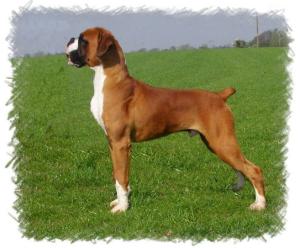 'KAIZER'
