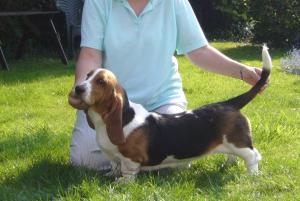 Albie