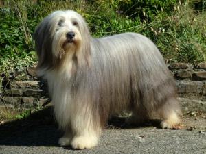 Braddabrook Dunnett ShCM