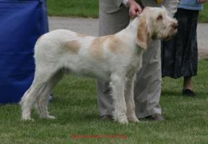 BANNONBRIG RUDE BOY 'Alfie'