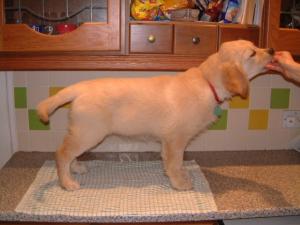 Ellie so cute !! 11 WEEKS OLD
