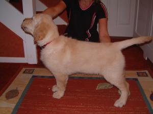 SHOW DOG AT 11 WEEKS !!