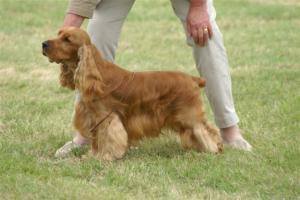 Gold Cocker Spaniel Dog
