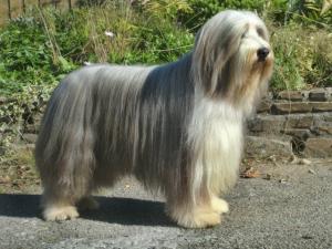 Braddabrook Dunnett ScCM Windsor