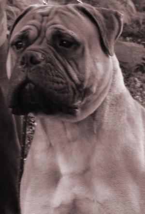 Bouncer