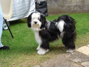 Tiamastae Treacle Tartlett