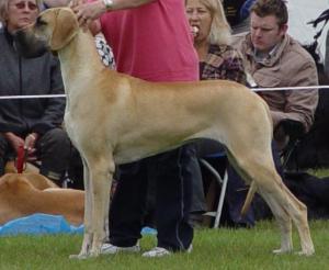 Robessa Majestic Pride