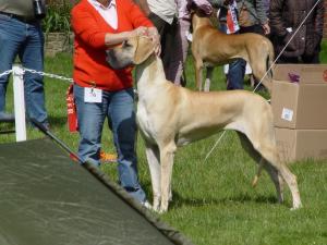 Robessa Majestic Pride