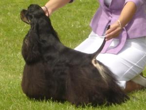 Tiina our Black and Tan Princess