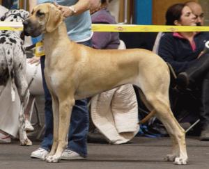 Robessa Majestic Pride