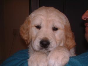 ELLIE 6 WEEKS OLD