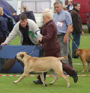 Maisie @ Navan CH Show - Ireland