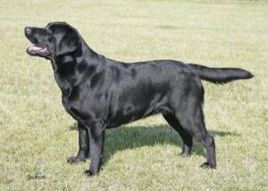 Ch. Naiken Russian Rhythm, JW
